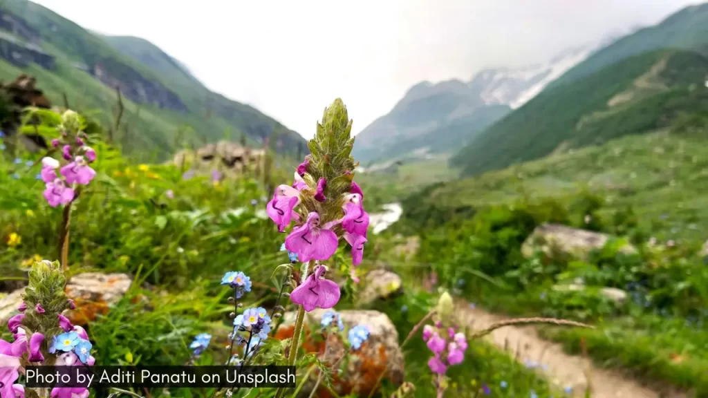 A shot of a flower with a blur background of the valley in Uttarakhand.