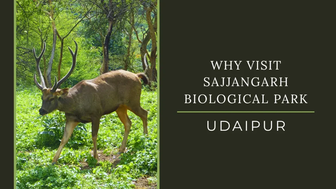 A shot of Sambar deer exploring his space at Sajjangarh Biological Park in Udaipur.