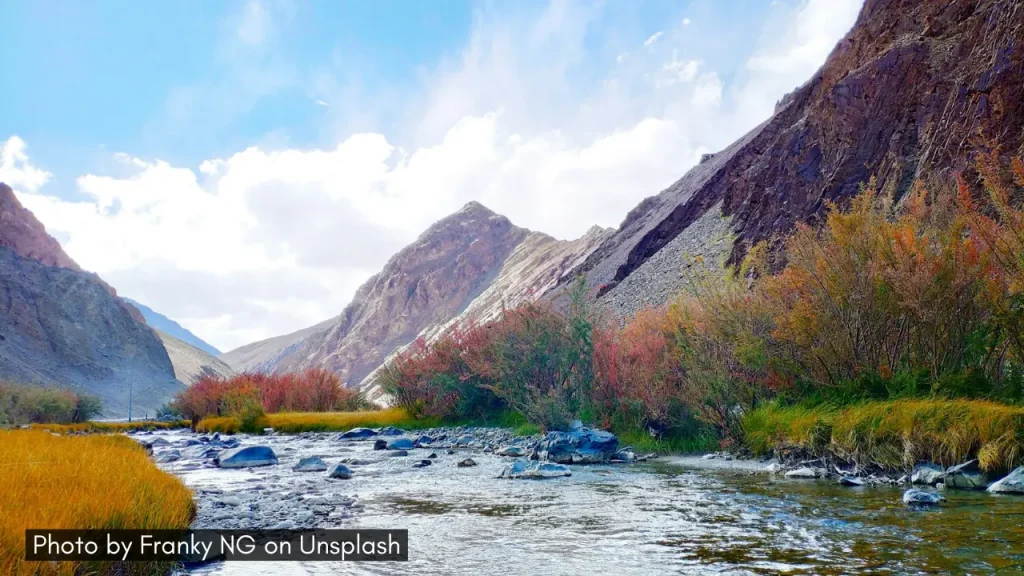A panoramic shot of pink flowers in Leh Ladakh along the river stream, one of the best places to visit in April in India.