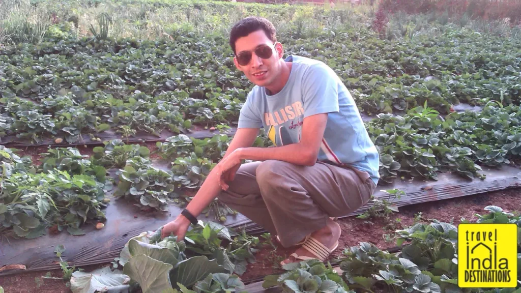 A man posing for camera in a strawberry field in Mahabaleshwar.