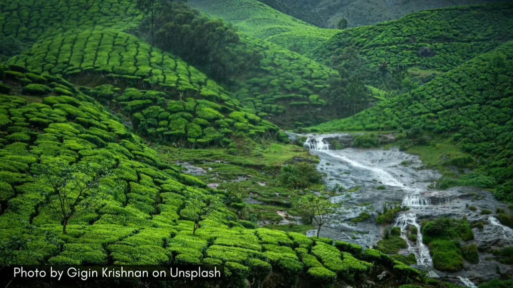 A shot of stream flowing through tea estate in Munnar during the monsoon season.