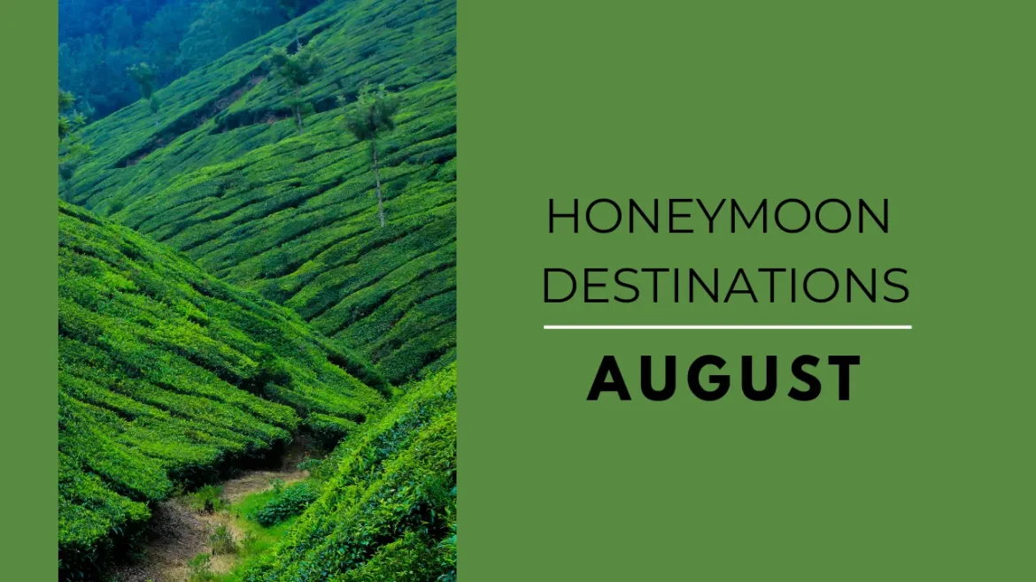 A picture of tea estate in Munnar one of the best honeymoon destinations in India in August.
