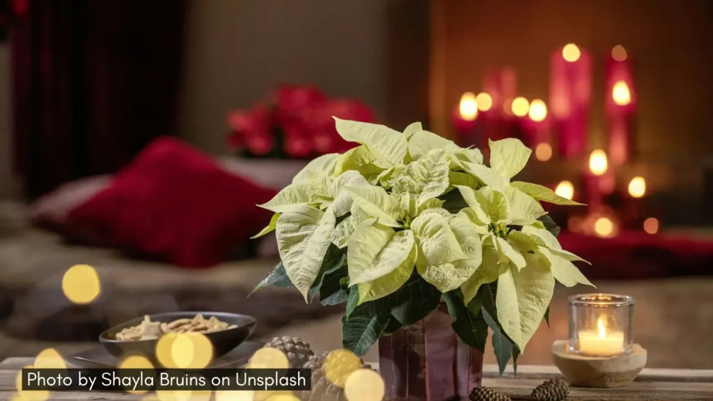 A shot of low maintenance indoor plants an ideal gift for Diwali who are into gardening.